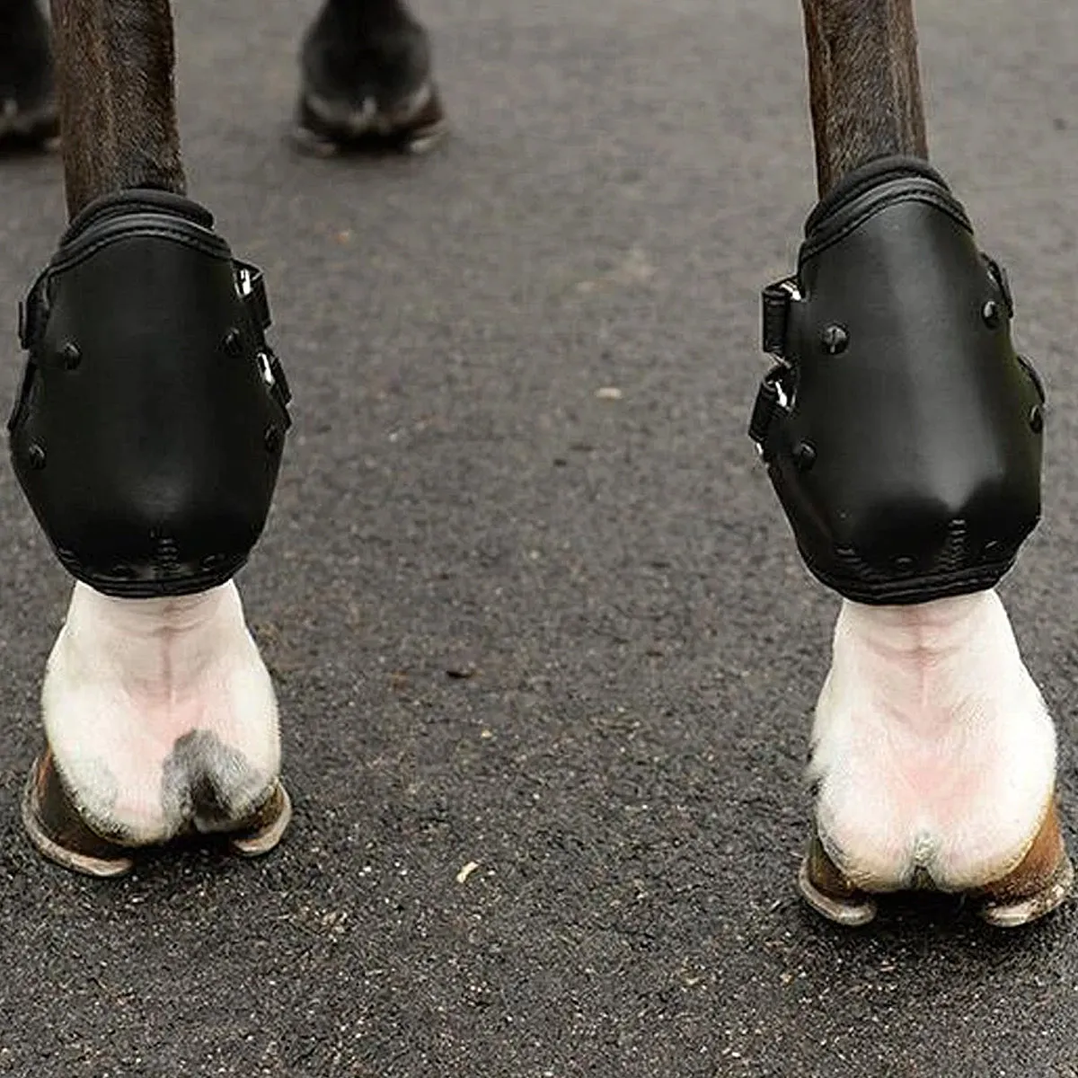 EquiFit AmpTeq Hind Boot
